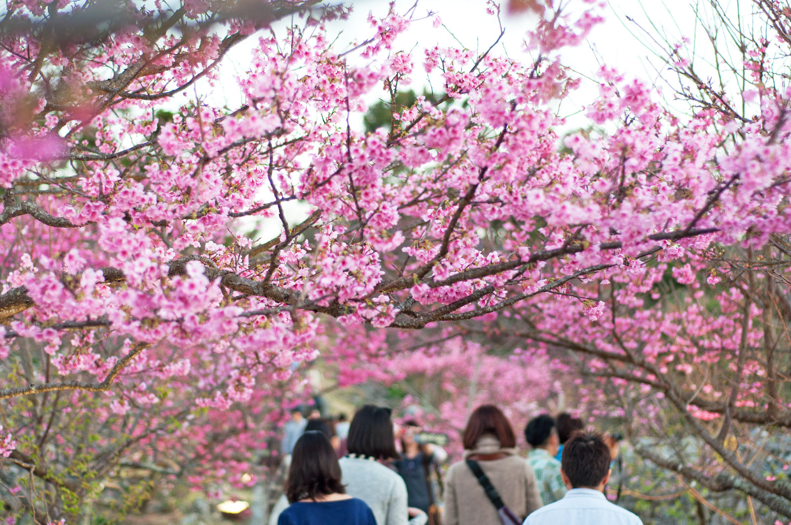 第38回 本部八重岳樱花祭(2016年1月23日至2月7日)