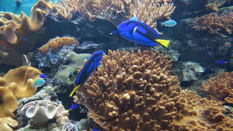 國立海洋生物博物館