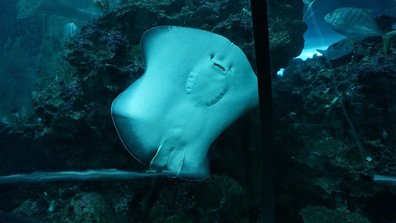 國立海洋生物博物館