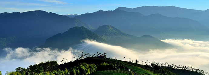 台灣-台灣自由行-阿里山-馬拉松