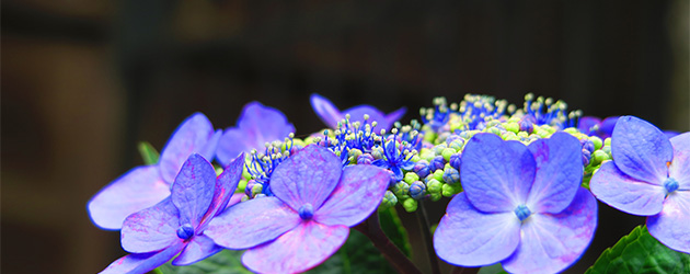 東京自由行,文京綉球花, 繡球花祭,東京文京,日本東京,日本綉球花,日本文京,日本自由行