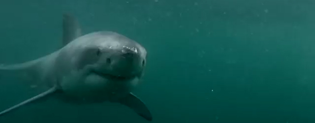 GoPro,悉尼,大白鯊