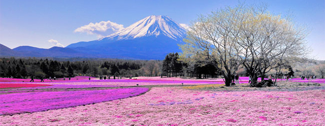 旅遊資訊, 主題遊,富士山,日本,櫻花,櫻花季,芝櫻祭