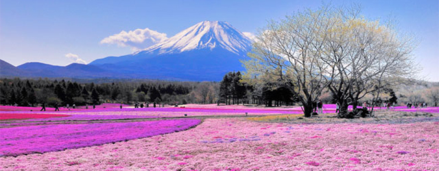 旅遊資訊, 主題遊,富士山,日本,櫻花,櫻花季,芝櫻祭
