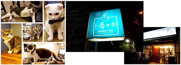 台北自由行,龍物貓餐廳