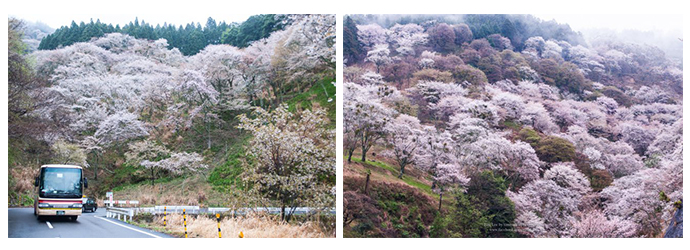 京都自由行,日本,吉野山,一目千本,timmilk