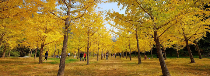 韓國秋天,韓國洪川,洪川自由行,銀杏森林,홍천 은행나무숲,**韓攝女生~四季樂遊誌