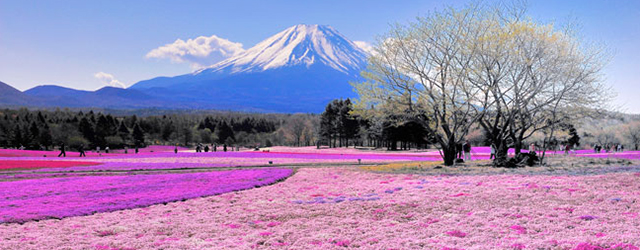 日本,櫻花,旅遊資訊,主題遊,富士山,櫻花季,芝櫻祭