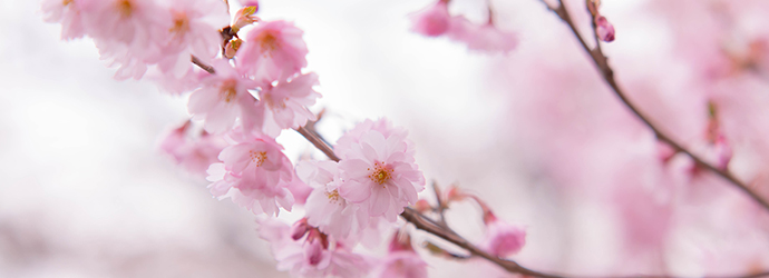 日本櫻花,日本櫻花2016,日本賞櫻,賞櫻景點,櫻花預開期,櫻花開花