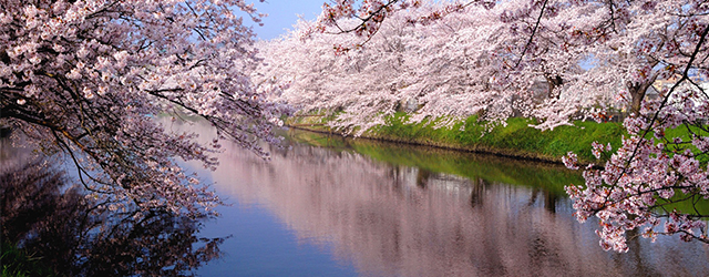 日本櫻花,旅遊趣事,日本櫻花預測