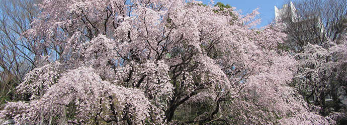 日本旅遊,三重鈴鹿庭園,枝垂梅,日本櫻花