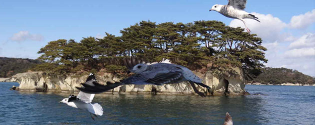 日本仙台,仙台松島,仙台自由行,松島自由行