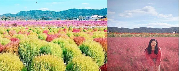 韓國自由行,韓國景點,芒草,粉紅色芒草,秋季