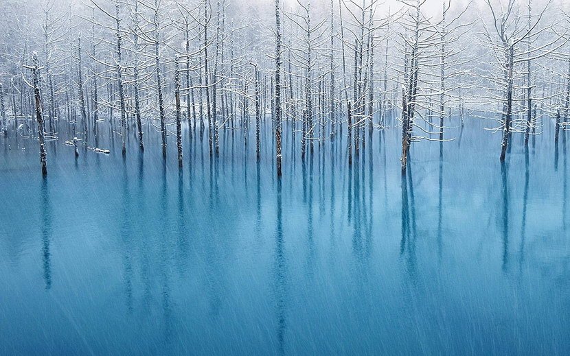 美瑛,青池,北海道,日本