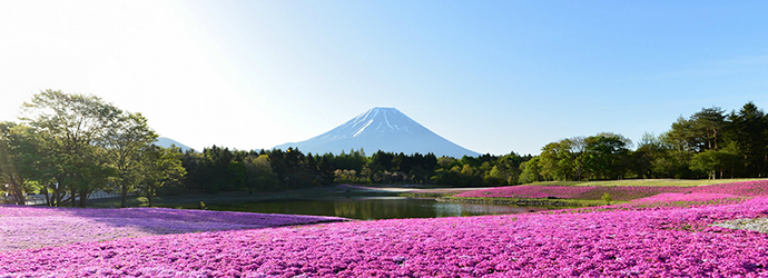 日本櫻花2016-富士-芝櫻祭
