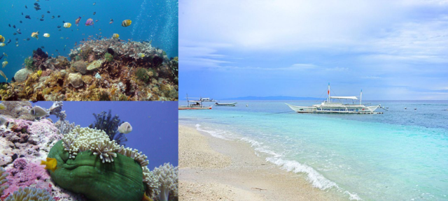 菲律賓,巴里卡薩島,浮潛,大斷層,珊瑚礁