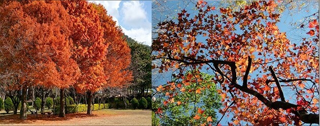 台灣自由行,台灣景點,賞楓景點,紅葉