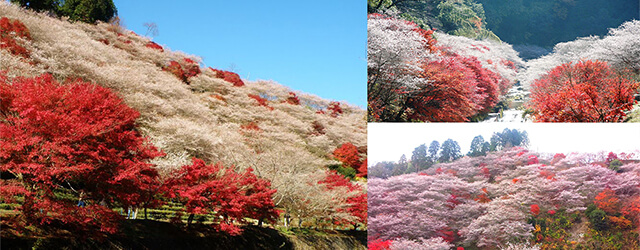 日本自由行,日本愛知縣,名古屋近郊,小原四季櫻