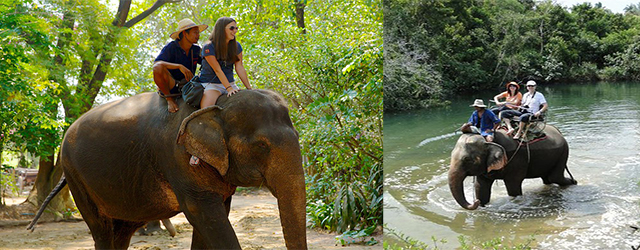 泰國,大象,大象村,芭提雅,芭提雅旅遊,芭提雅騎大象,泰國自由行,芭提雅必玩,芭提雅自由行