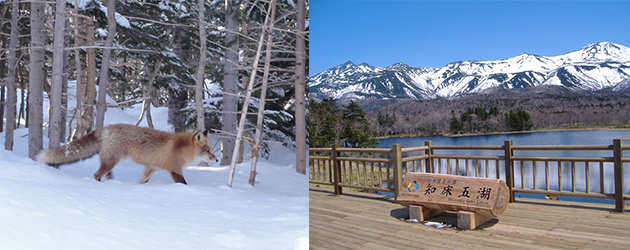 日本北海道,日本世界遺產,北海道知床五湖 ,2017漫遊日本