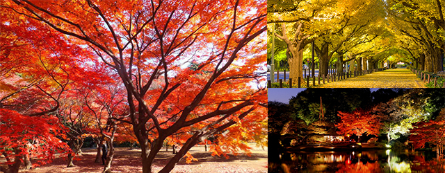 日本賞楓,日本紅葉2017,紅葉,東京賞楓,上野恩賜公園,代代木公園,昭和紀念公園,六義園,新宿御苑,東京旅遊,東京景點