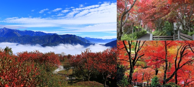 台灣,台南,楓葉,賞楓,北大武山,紅葉公園,阿里山國家森林遊樂區