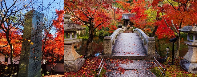 日本,京都,賞楓,永觀堂禪林寺,自由行