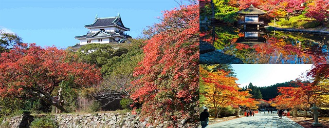 日本,京都,賞楓,和歌山,自由行