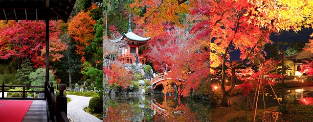 日本,京都自由行,賞楓,曼殊院,醍醐寺,高臺寺