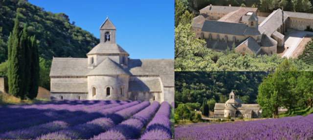 法國自由行,Abbaye de Senanque,塞南克修道院,薰衣草,美景