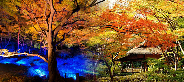 六義園,紅葉,賞楓,大名庭園點燈,東京