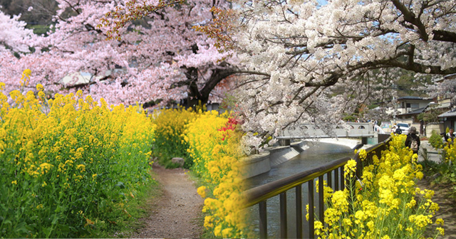 日本,京都,賞櫻,2017櫻花,山科疏水