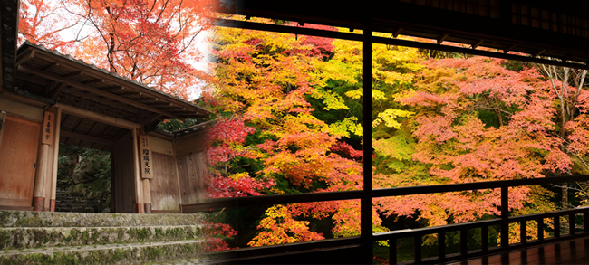 京都,賞楓,楓葉,琉璃光院