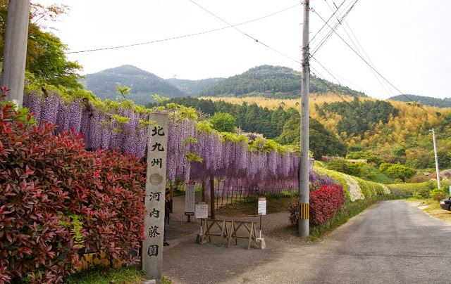 18福岡県北九州夢幻紫藤花園 日本限定 Travelliker 愛遊人