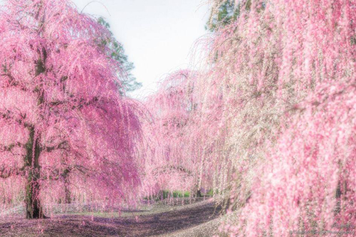 10張 日本三重鈴鹿庭園的 枝垂梅 美圖 Travelliker 愛遊人