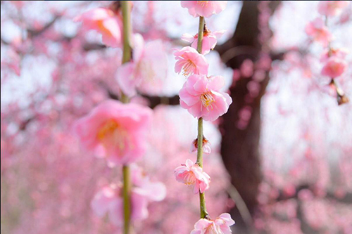 10張 日本三重鈴鹿庭園的 枝垂梅 美圖 Travelliker 愛遊人