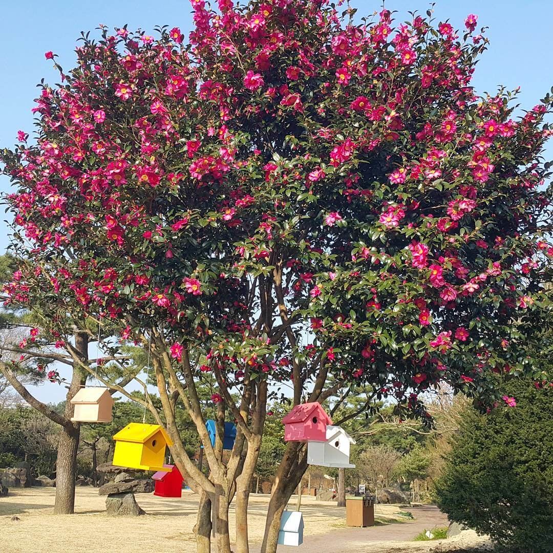 濟州島賞山茶花3大去處