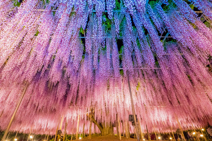 日本6大賞藤花名所