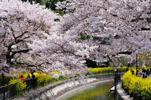 京都櫻花