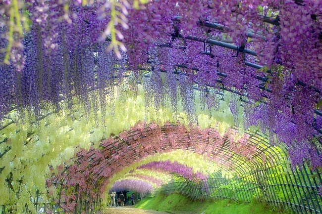 福岡県北九州夢幻紫藤花園