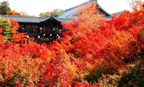 東福寺 紅葉