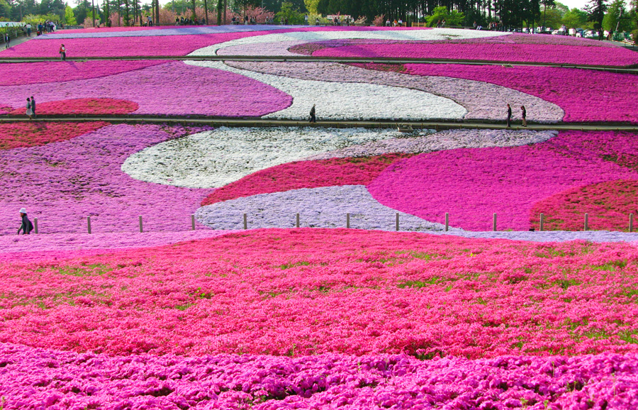 日本 賞花 花園