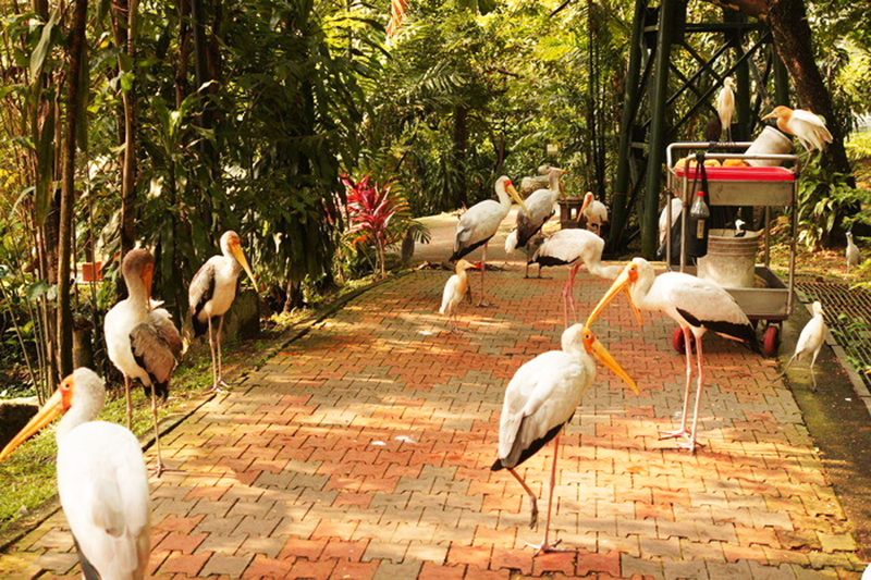 馬來西亞行攻略行程：吉隆玻 - 飛禽公園KL Bird Park