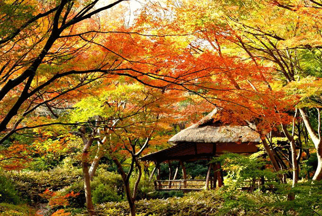 賞楓聖地 六義園 紅葉與大名庭園點燈 Travelliker 愛遊人