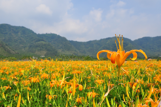 花蓮 六十石山