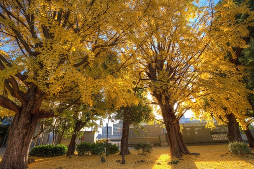 2017東京紅葉