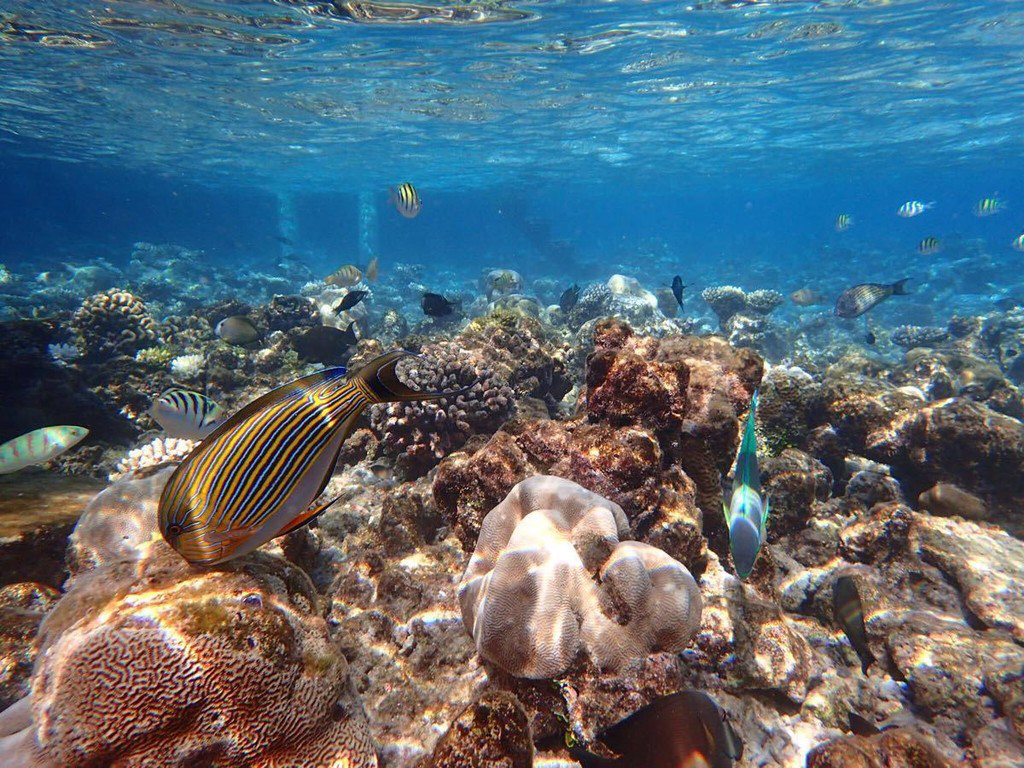 中央格兰德岛