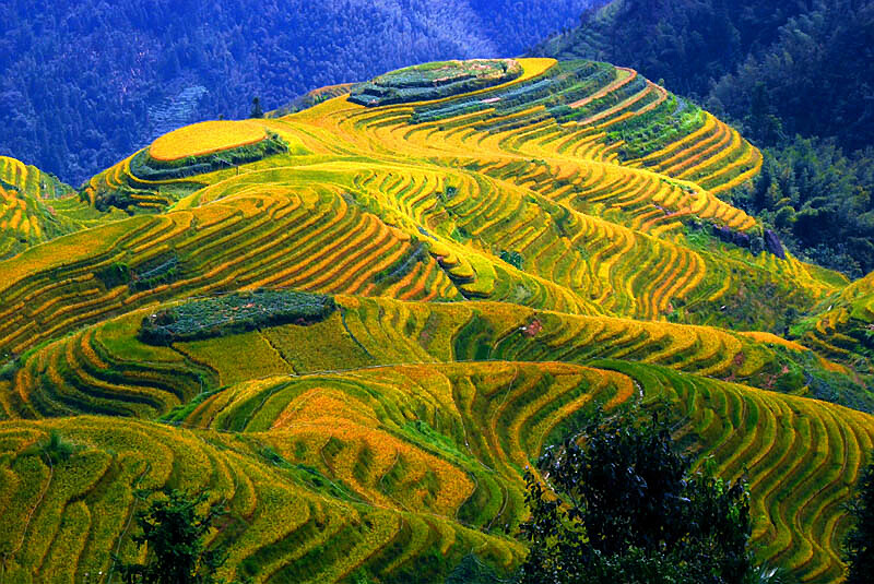 龍脊梯田必游五大景點