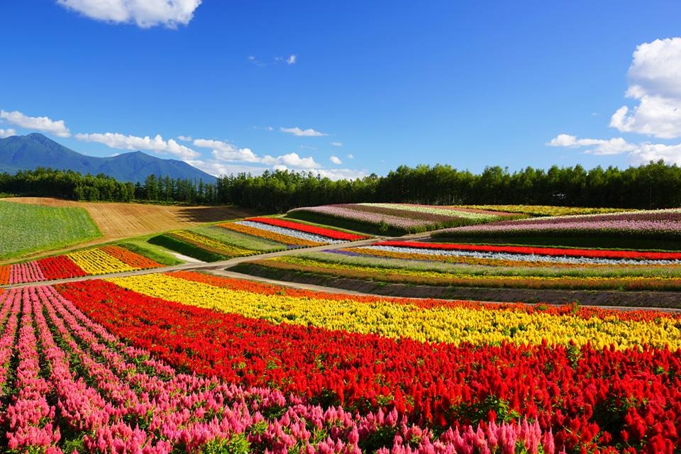 北海道美瑛町