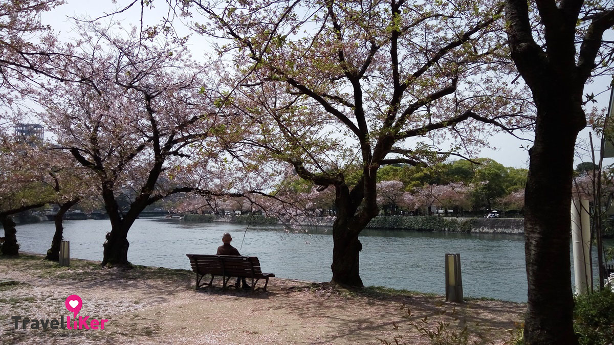 日本櫻花2016最後召集廣島篇02